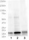 Histone Cluster 2 H3 Family Member D antibody, NB21-1015, Novus Biologicals, Western Blot image 