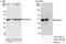 Protein NDRG3 antibody, A303-749A, Bethyl Labs, Western Blot image 