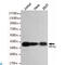 Serine/threonine-protein phosphatase PP1-gamma catalytic subunit antibody, LS-C813087, Lifespan Biosciences, Western Blot image 