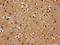 Hyperpolarization Activated Cyclic Nucleotide Gated Potassium Channel 1 antibody, LS-C680582, Lifespan Biosciences, Immunohistochemistry paraffin image 