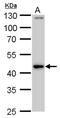 PBX Homeobox 3 antibody, PA5-78099, Invitrogen Antibodies, Western Blot image 