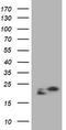 NME/NM23 Nucleoside Diphosphate Kinase 1 antibody, TA801350S, Origene, Western Blot image 