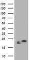 NME1 antibody, TA801350S, Origene, Western Blot image 