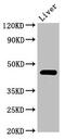 Prolactin regulatory element-binding protein antibody, CSB-PA867205LA01HU, Cusabio, Western Blot image 