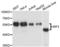 Interferon Regulatory Factor 3 antibody, LS-C331118, Lifespan Biosciences, Western Blot image 