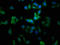 Membrane Magnesium Transporter 1 antibody, LS-C369983, Lifespan Biosciences, Immunofluorescence image 
