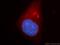 Vacuolar Protein Sorting 45 Homolog antibody, 12006-1-AP, Proteintech Group, Immunofluorescence image 
