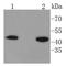 Hydroxymethylbilane Synthase antibody, NBP2-67637, Novus Biologicals, Western Blot image 