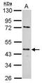 E2F-1 antibody, 3334, QED Bioscience, Western Blot image 