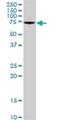 Guanylate Binding Protein 4 antibody, H00115361-B01P, Novus Biologicals, Western Blot image 