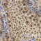 ELAV Like RNA Binding Protein 1 antibody, A00736, Boster Biological Technology, Immunohistochemistry frozen image 