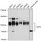 Enhancer Of Zeste 2 Polycomb Repressive Complex 2 Subunit antibody, 13-908, ProSci, Western Blot image 