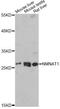 Nicotinamide Nucleotide Adenylyltransferase 1 antibody, A6672, ABclonal Technology, Western Blot image 