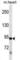 Toll Like Receptor 3 antibody, abx025313, Abbexa, Western Blot image 