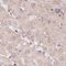 THO Complex 6 antibody, NBP2-31390, Novus Biologicals, Immunohistochemistry frozen image 