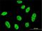 Cyclin Dependent Kinase Like 1 antibody, H00008814-M03, Novus Biologicals, Immunocytochemistry image 