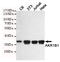 Aldose reductase antibody, TA346874, Origene, Western Blot image 