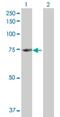 Ecto-NOX Disulfide-Thiol Exchanger 1 antibody, H00055068-B01P, Novus Biologicals, Western Blot image 