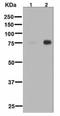 Protein Kinase C Delta antibody, ab133456, Abcam, Western Blot image 