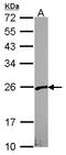 VHL Binding Protein 1 antibody, LS-C186380, Lifespan Biosciences, Western Blot image 