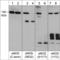 Nitric Oxide Synthase 3 antibody, NP4051, ECM Biosciences, Western Blot image 