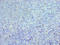 CCAAT Enhancer Binding Protein Gamma antibody, LS-C375449, Lifespan Biosciences, Immunohistochemistry paraffin image 
