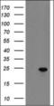 Septin-7 antibody, orb69750, Biorbyt, Western Blot image 