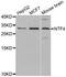 Neurotrophin 4 antibody, LS-C332407, Lifespan Biosciences, Western Blot image 
