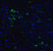 Mesencephalic Astrocyte Derived Neurotrophic Factor antibody, 4347, ProSci Inc, Immunofluorescence image 