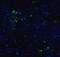 ARP antibody, 4347, ProSci Inc, Immunofluorescence image 