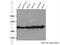 Tubulin Alpha 1b antibody, 11224-1-AP, Proteintech Group, Western Blot image 