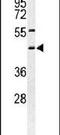 Syntaxin 1A antibody, PA5-26814, Invitrogen Antibodies, Western Blot image 