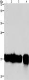 Interleukin 17C antibody, TA351281, Origene, Western Blot image 