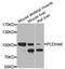 Protocadherin Alpha 6 antibody, abx003681, Abbexa, Western Blot image 