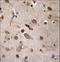 Translin antibody, LS-C160257, Lifespan Biosciences, Immunohistochemistry frozen image 