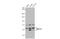 Misato Mitochondrial Distribution And Morphology Regulator 1 antibody, GTX105110, GeneTex, Western Blot image 