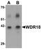 WD Repeat Domain 18 antibody, TA326619, Origene, Western Blot image 