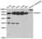 POU Class 2 Homeobox 1 antibody, LS-C331635, Lifespan Biosciences, Western Blot image 