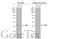 CAMP Responsive Element Binding Protein 1 antibody, GTX112846, GeneTex, Western Blot image 
