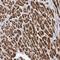 Cryptochrome Circadian Regulator 2 antibody, HPA037577, Atlas Antibodies, Immunohistochemistry frozen image 