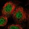 Unc-51 Like Kinase 4 antibody, HPA017930, Atlas Antibodies, Immunocytochemistry image 