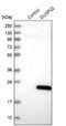 Dual Specificity Phosphatase 22 antibody, NBP1-83078, Novus Biologicals, Western Blot image 