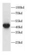 Cyclin I Family Member 2 antibody, FNab01384, FineTest, Western Blot image 