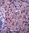 Phosphatidylcholine:ceramide cholinephosphotransferase 1 antibody, abx027470, Abbexa, Immunohistochemistry frozen image 