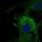 Microfibril Associated Protein 4 antibody, NBP2-30439, Novus Biologicals, Immunofluorescence image 