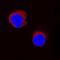 Interleukin 2 antibody, AF1613, R&D Systems, Immunofluorescence image 