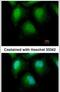 Zinc finger protein with KRAB and SCAN domains 1 antibody, PA5-30209, Invitrogen Antibodies, Immunofluorescence image 