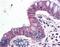 Adhesion G Protein-Coupled Receptor F5 antibody, LS-A1518, Lifespan Biosciences, Immunohistochemistry paraffin image 