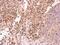 Piwi-like protein 4 antibody, ab111714, Abcam, Immunohistochemistry paraffin image 