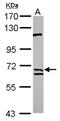 Calpain 9 antibody, NBP2-14896, Novus Biologicals, Western Blot image 